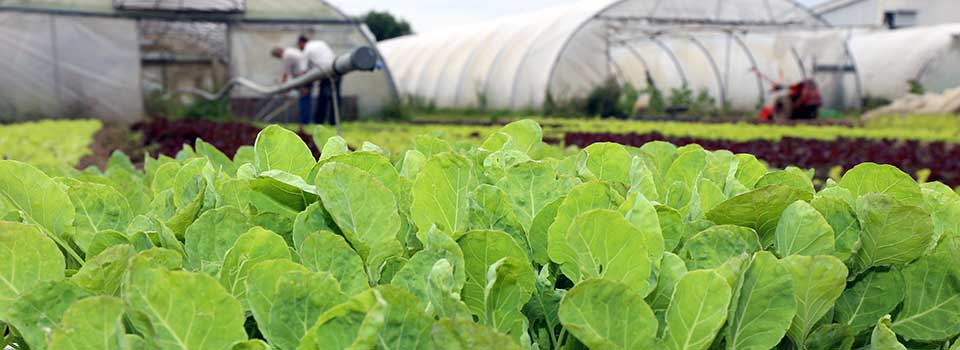 Bioland Hof Hubertus Holtschulte | Hamm | Soest | Welver